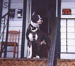 American Pit Bull Terrier standing on a porch of a house in front of the stairs with 'beware of dog' sign on house