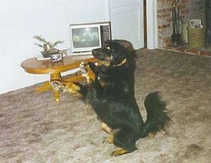 Pepper the Rottweiler/Lab sitting on its hindlegs with the front paws in the air