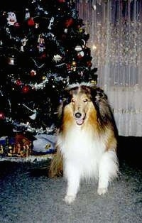 Sable the dog sitting in front of a christmas tree with its mouth open