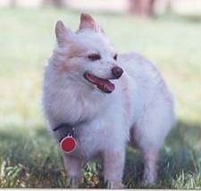 Tucker the Terrier/American Eskimo mix standing outside with its mouth open