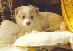 Tucker the Terrier/American Eskimo mix as a puppy laying on a couch on top of some pillows