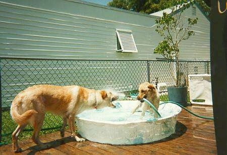 Bailey the German Shepherd/Lab Mix standing in a pool with a water hose in its mouth spraying Bristol the German Shepherd/Lab Mix in the face with water on a wooden porch