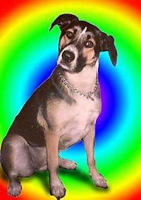 Lulu the Dog with its head tilted to the right and a photoshopped rainbow background