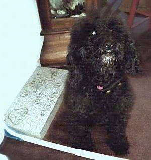 A black Miniature Poodle is sitting on a carpet inside of a house next to a tombstone which is sitting against the wall.