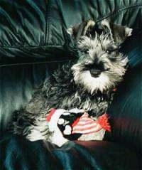 A black with tan Miniature Schnauzer is laying against the arm of a black leather couch. There is a toy in front of it.