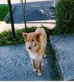 A tan with white Soctch Collie is standing on a stone step, it is looking down and to the left. The dogs small ears stick out and hang down to the sides.