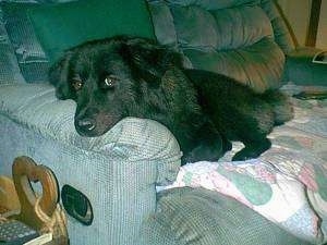 A fluffy, black German Shepherd/Chow Chow mix is laying on a light blue couch with its head on the arm.