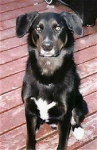 A black with white Collie/Labrador/German Shepherd mix is sitting on a red wooden porch and looking up.