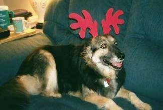 A large breed, black with tan and white German Shepherd/Collie mix is laying on a dark blue couch wearing red reindeer antlers. Its mouth is open and tongue is out.