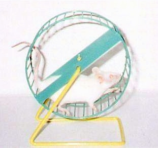An albino mouse is running on a green and yellow metal exercise wheel.