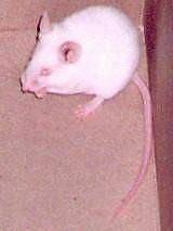 An Albino mouse is standing at the back of its current enclosure. It is looking to the left.