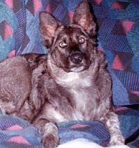 A brown with white German Shepherd/Timber Wold/Jack Russell Terrier/Blue Heeler mix is laying on a couch covered in a blue blanket that has a pink and purple diamond pattern .