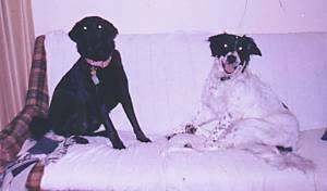 A black Labrador mix is sitting on a couch next to a Springer Spaniel/Border Collie mix. The Collie mix has its mouth open and it looks like it is smiling. They both are looking forward.
