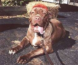 Front view - A panting, wrinkly, brown with white Neapolitan Mastiff is laying on a black top surface with its tongue hanging to the right of its mouth. Behind it is a bale of hay. 