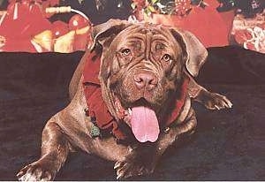Front view - A panting, brown with white Neapolitan Mastiff is laying on a black surface looking forward. It has a red scarf ring around its neck and is laying in front of a Christmas backdrop.