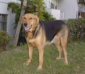 Front side view - A black and brown New Zealand Huntaway dog is standing in grass in front of a house with its mouth open and tongue out.