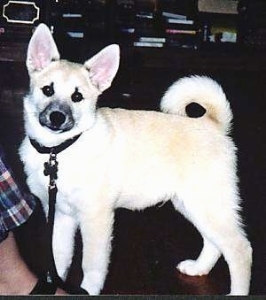 Left Profile - A perk-eared, tan with white Norwegian Buhund puppy is standing on a dark floor looking forward with its tail curled up over its back. There is a person in front of it.