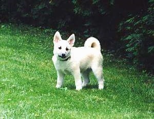 Side view - A tan with white Norwegian Buhund puppy is standing in grass looking towards the camera.