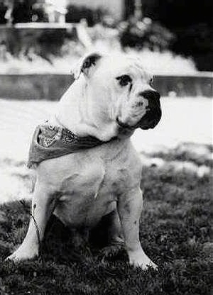 Front view - A wide-chested, black and white photo of a Original English Bulldogge wearing a bandana looking to the right.