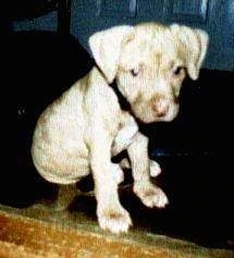 The front left side of an American Pit Bull Terrier puppy that is sitting on a rug in front of a door and it is looking forward.