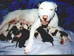 The right side of a white with black American Pit Bull Terrier that has its mouth open and it is laying on a blanket feeding a litter of puppies.