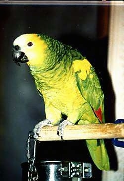 Front side view - A green and yellow with white blue-fronted Amazon Parrot is standing on a wooden stick. It is looking to the left.