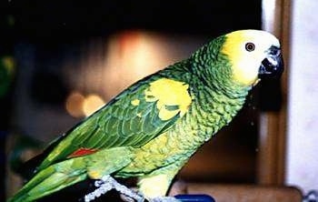 Close up side view - A green and yellow with white and red yellow crowned Amazon Parrot is standing on a stick and looking to the right.