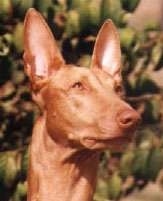Close up front view head shot - A red with white Pharaoh Hound is sitting in grass and looking to the right.