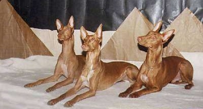 Three brown with white Pharaoh Hound dogs are laying on a white blanket with their heads tilted and looking up and to the left. 