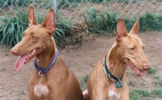 Two brown with white Pharaoh Hounds are sitting in dirt. They are looking in different directions. Their mouths are open and tongues are out.