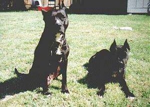 Two black colored American Pit Bull Terriers in a yard. One is sitting and the other is layign down.