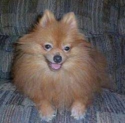 Front view - An apricot Pomeranian is laying on a couch and it is looking forward and down. Its mouth is open and its tongue is out.