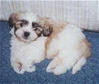 A tan and white with black Shih-Poo puppy is laying on its side, it is looking up and it is laying against a couch.