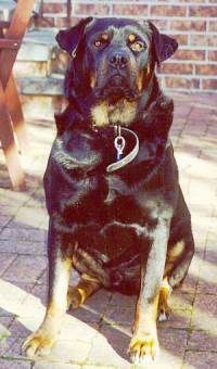 A black and tan Rottweiler is sitting on a brick porch and it is looking up and forward.