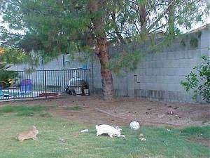 A white rabbit is standing in dirt and there is a brown rabbit behind it. They are enclosed by a cinder block wall.