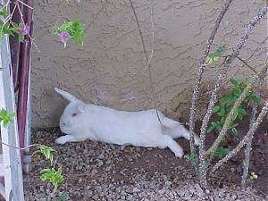 A white rabbit is laying stretched out in dirt along the backside of a wall.