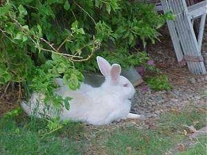 A white rabbit is laying in grass under a bush looking to the right.