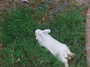 A white rabbit is laying stretched out in grass.