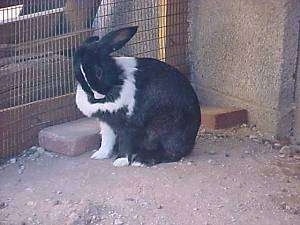 A black with white rabbit is sitting in dirt and there is a wire fence next to it. The rabbit is licking its side.