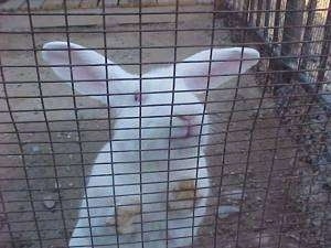 A Florida White rabbit is standing against the sides of a cage outside.