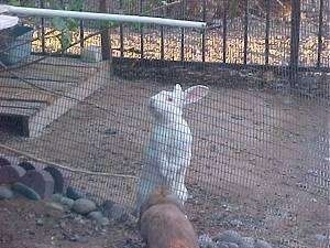 A Florida white rabbit is standing on its back legs in front of a fence. It is looking to the left.