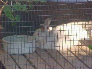 A white rabbit is sleeping in the shade of a tree in a cage in front of a white bowl.