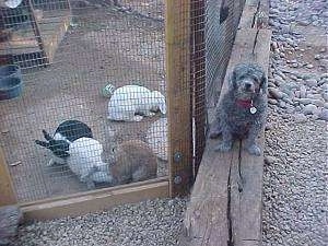 A gray Toy Poodle is sitting on a wooden log and it is looking forward. Next to it is a pen filled with rabbits.