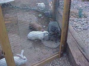 Two rabbits are inspecting a gray Toy Poodle that is in a pen.