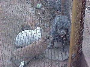 A gray Toy Poodle is standing inside of a pen fence and it is looking forward. There are three rabbits looking at it.