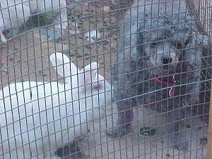 A white rabbit is standing in front of a gray Toy Poodle dog. The Poodle is looking out of the pen.
