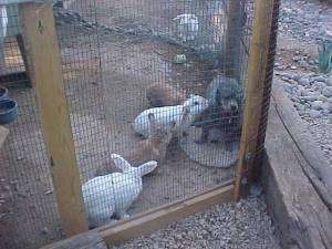 A gray Toy Poodle dog is standing inside of an outside rabbit pen against the fence with four rabbits surrounding and inspecting it.