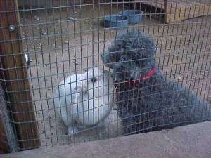 A gray Toy Poodle dog is sitting against the side of a pen and A white rabbit is sniffing its neck.