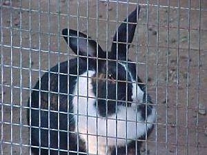 A black with white rabbit is sitting in dirt and it is looking out of a pen.