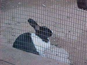 The side of a black with white rabbit is looking to the right. It is sitting on a rock inside of an outside pen.